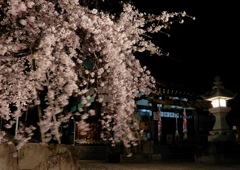 観音神社枝垂桜3