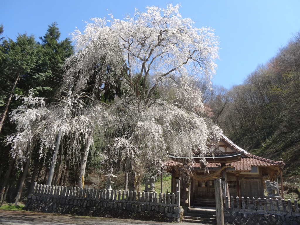 橋山大歳神社のしだれ桜