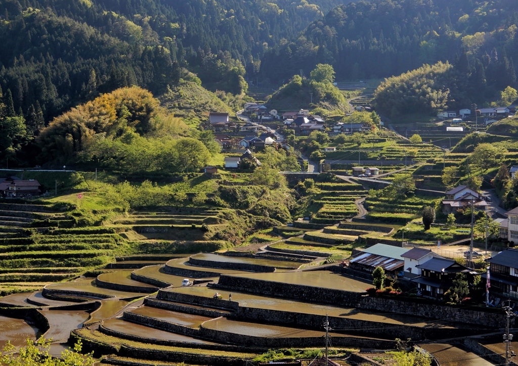 井仁の棚田2