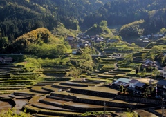 井仁の棚田2