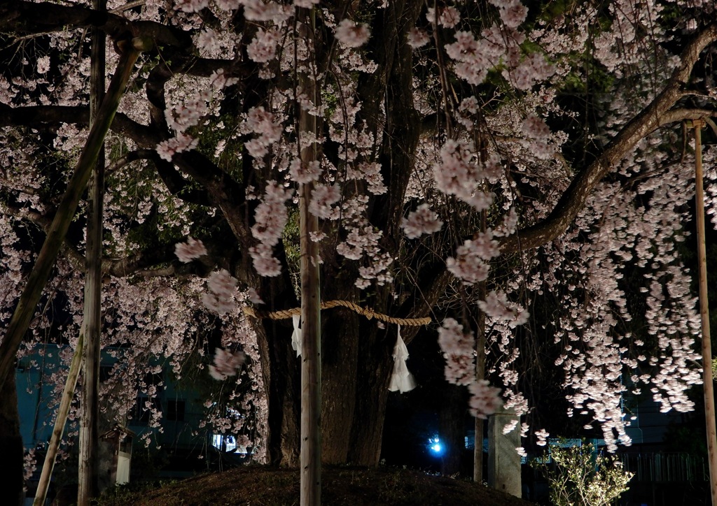 観音神社枝垂桜4