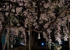 観音神社枝垂桜4