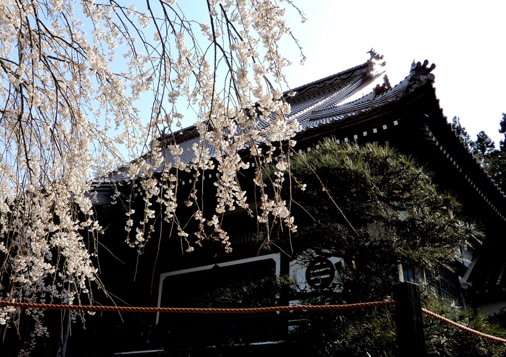 圓立寺の枝垂桜