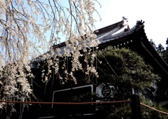 圓立寺の枝垂桜
