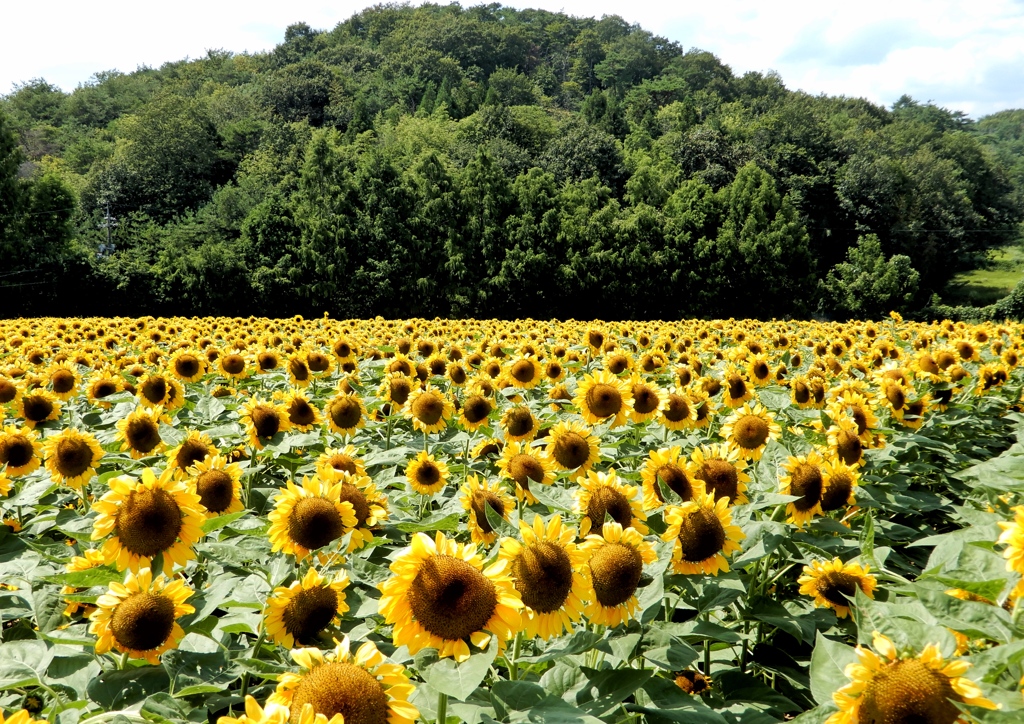 世羅高原農場ひまわり1