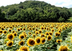 世羅高原農場ひまわり1