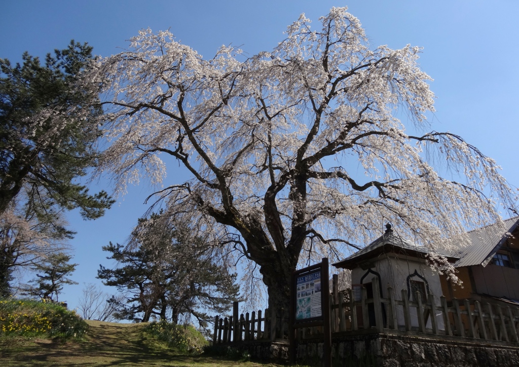 地久院のしだれ桜