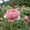 世羅高原の森4