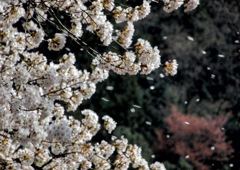 桜風吹
