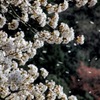 桜風吹