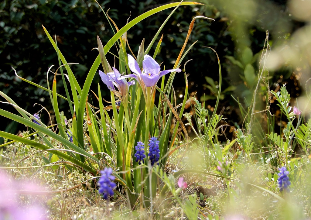 小さなあやめとムスカリ