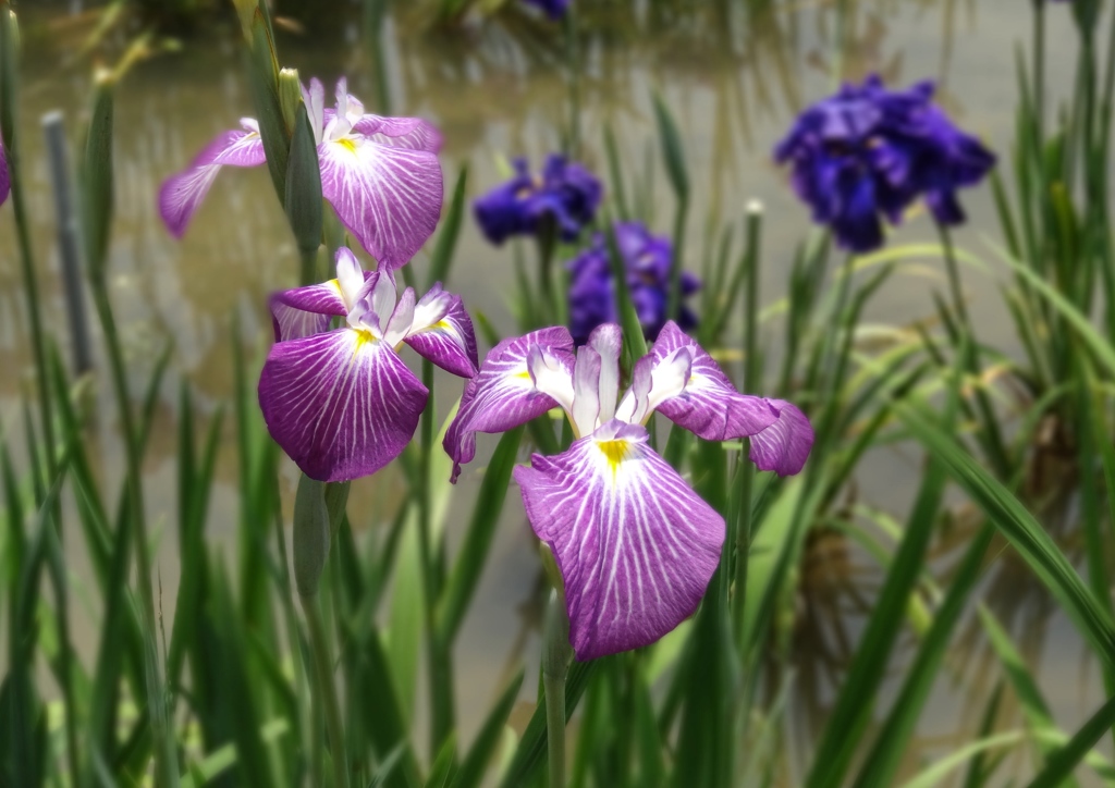 菖蒲