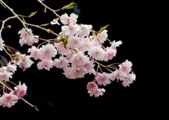 大虫のしだれ桜