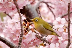 河津桜とメジロ