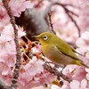 河津桜とメジロ