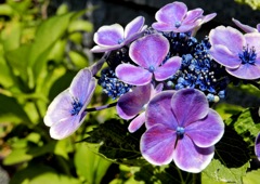 紫陽花1
