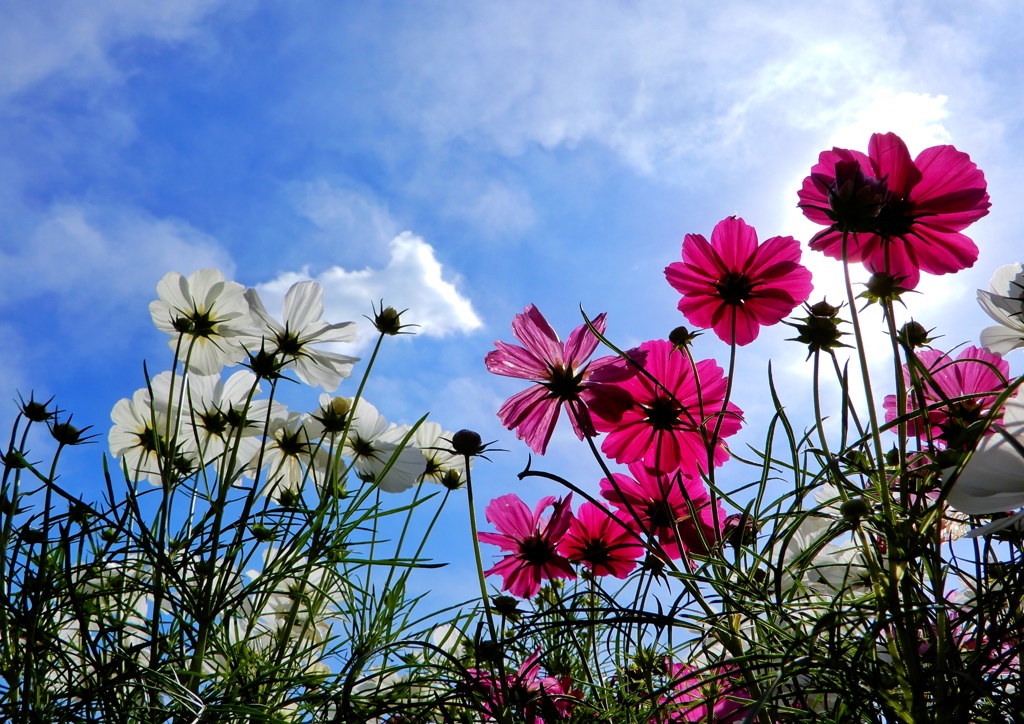 コスモス4