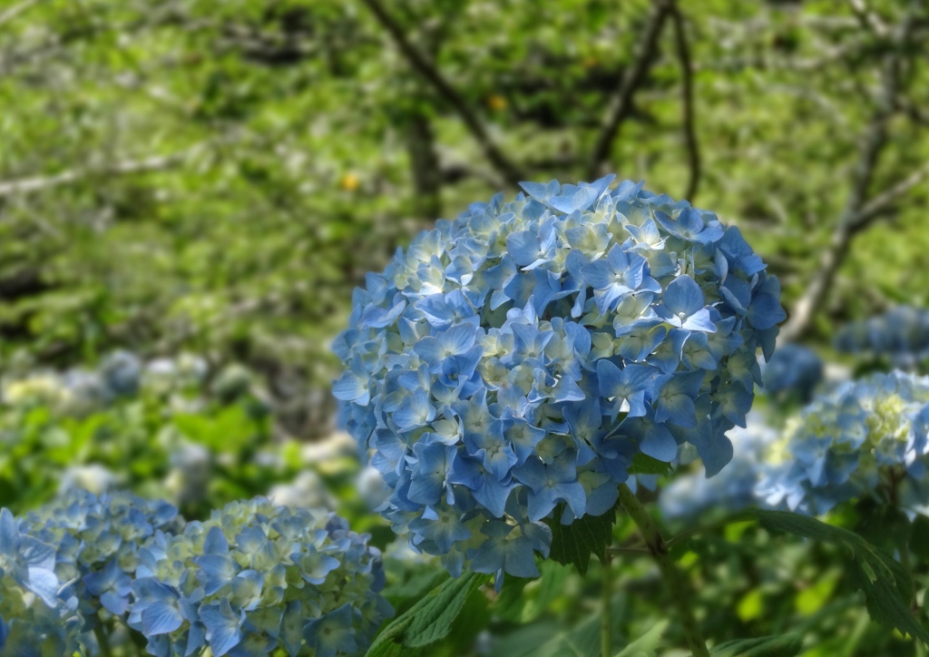 紫陽花