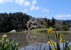 与一野の枝垂桜