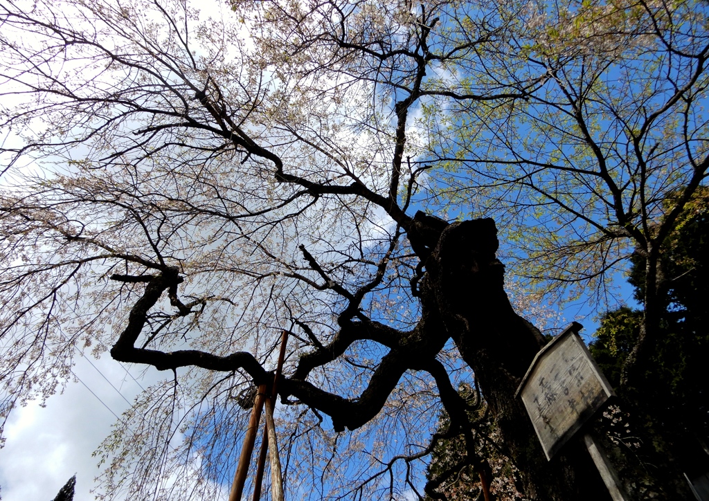 大虫のしだれ桜