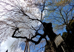 大虫のしだれ桜