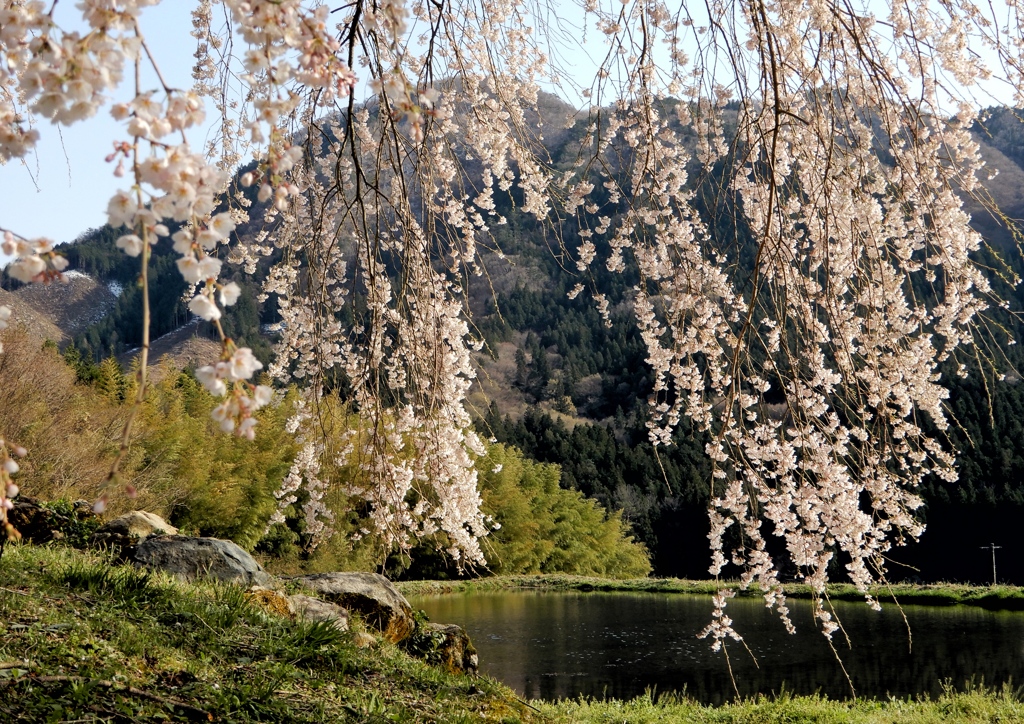 中原の枝垂桜