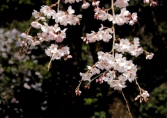 枝垂桜