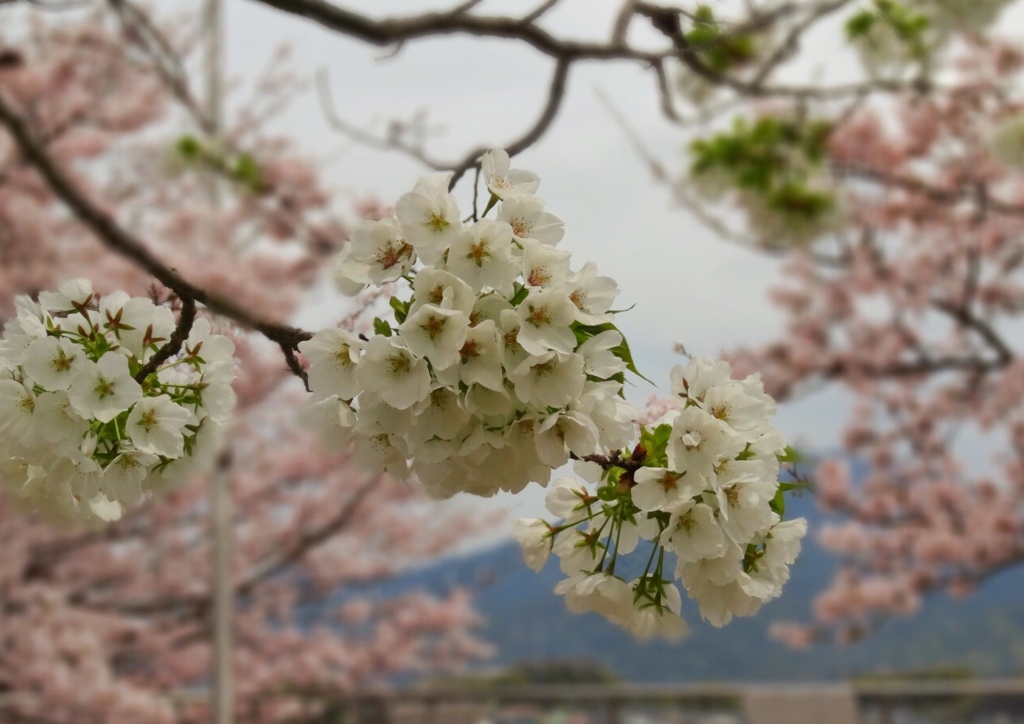 大田神社　エドヒガンザクラ