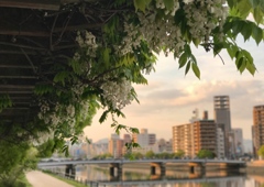 白藤の夕焼け