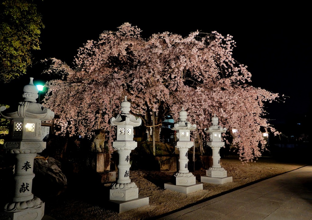 観音神社枝垂桜1