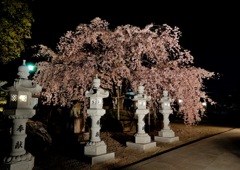 観音神社枝垂桜1