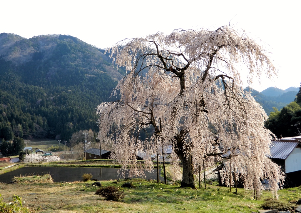 中原のしだれ桜