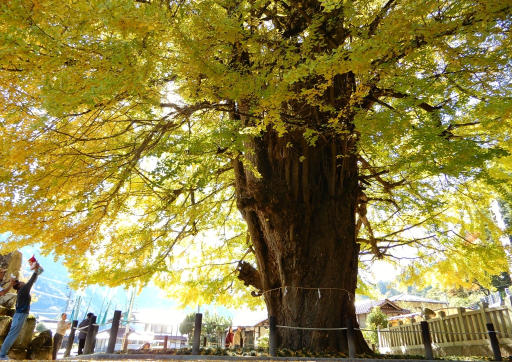 筒賀の大銀杏3