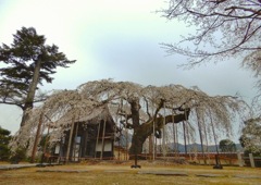 圓立寺の枝垂桜2