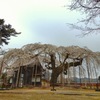 圓立寺の枝垂桜2