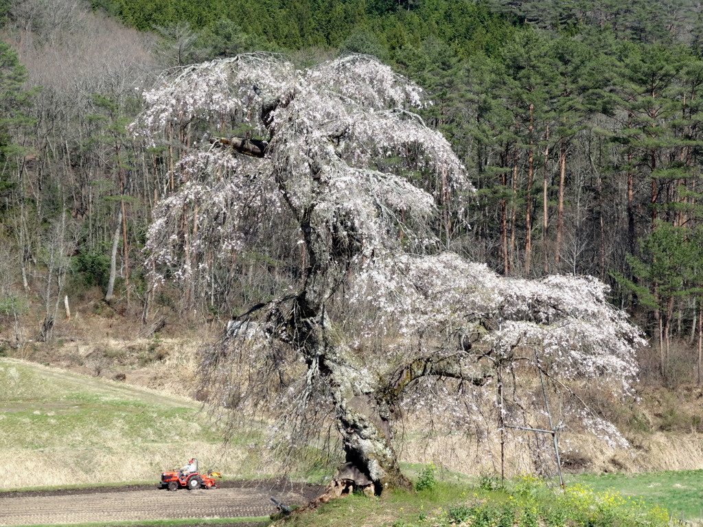 長沢のしだれ桜