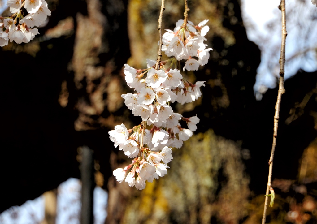 圓立寺 枝垂桜