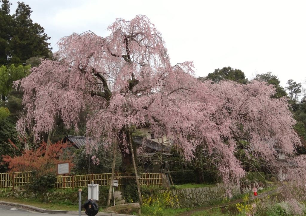 神原のしだれ桜