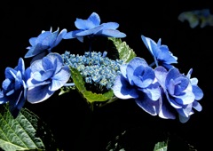 紫陽花3