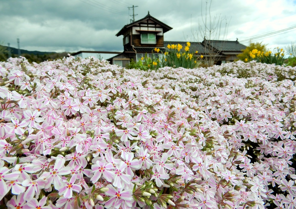 廿日市の芝桜