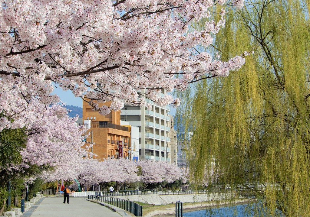 元安川　ソメイヨシノ　3/31