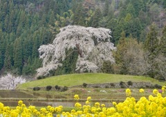 与一野の枝垂桜