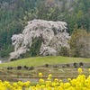 与一野の枝垂桜