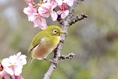 河津桜とメジロ②