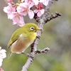 河津桜とメジロ②