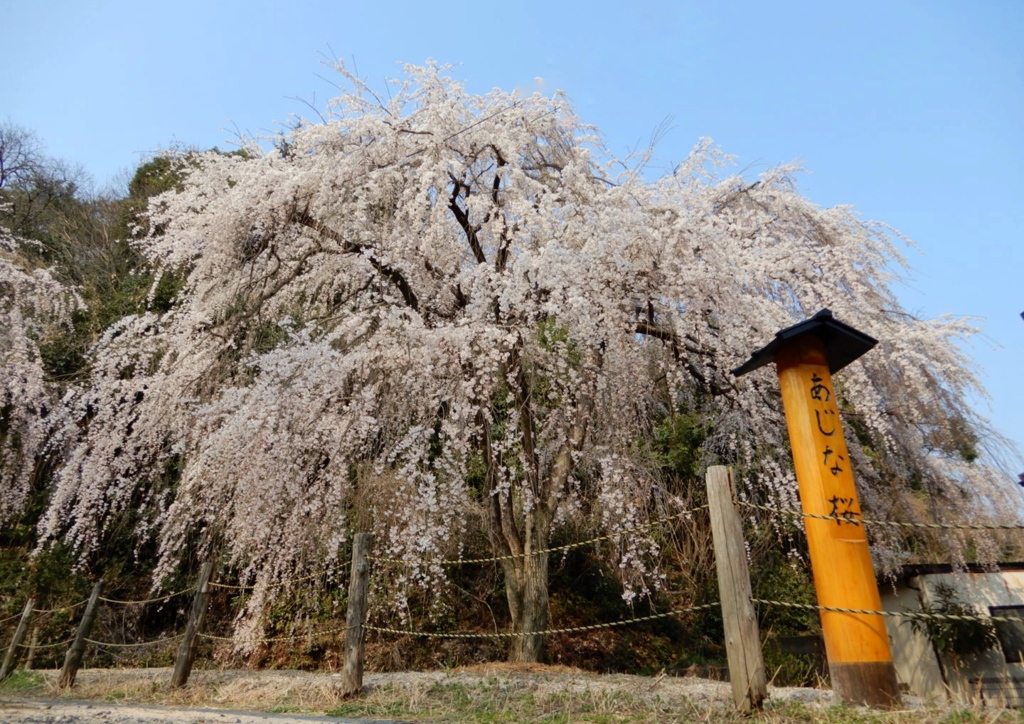 あじな枝垂桜2