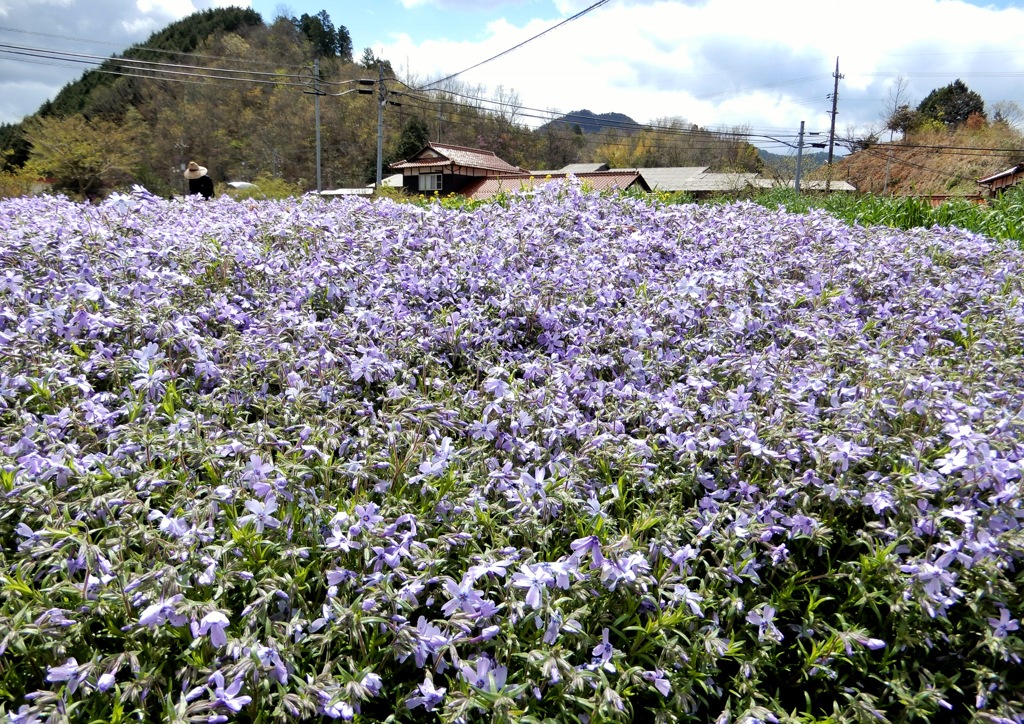 廿日市の芝桜