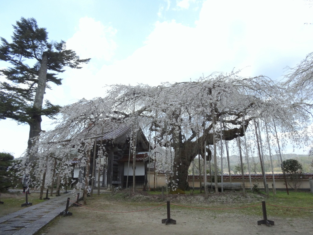 円立寺のしだれ桜