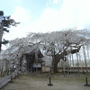 円立寺のしだれ桜