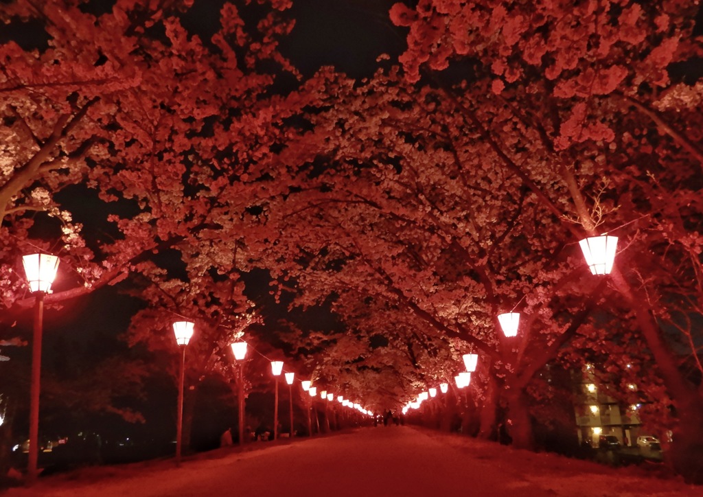住吉堰堤夜桜2
